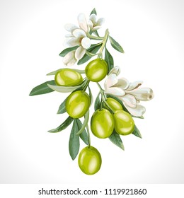 Isolated Vector Illustration of a branch of olives and flowers.