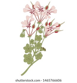 Isolated vector illustration. Branch of Pelargonium Peltatum flower. Cascading Geranium. Based on vintage illustration.