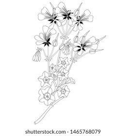 Isolated vector illustration. Branch of Pelargonium Peltatum flower. Cascading Geranium. Based on vintage illustration. Black and white linear silhouette.