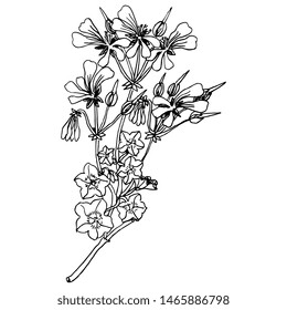 Isolated vector illustration. Branch of Pelargonium Peltatum flower. Cascading Geranium. Hand drawn linear sketch. Black silhouette on white background.
