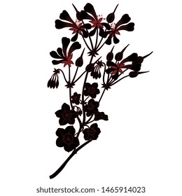 Isolated vector illustration. Branch of Pelargonium Peltatum flower. Cascading Geranium. Based on vintage art.