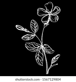 Isolated vector illustration. Branch of Periwinkle flower. Vinca minor. Hand drawn linear doodle ink sketch. White silhouette on black background.