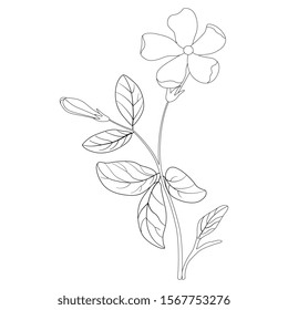 Isolated vector illustration. Branch of Periwinkle flower. Vinca minor. Black and white linear silhouette.