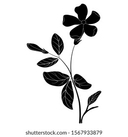 Isolated vector illustration. Branch of Periwinkle flower. Vinca minor. Black and white silhouette.
