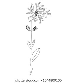Isolierte Vektorgrafik. Zweig der zerzausten Robinblüte. (Lychnis flos-cuculi). Lineare Silhouette in Schwarz und Weiß.