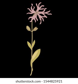 Isolated vector illustration. Branch of Ragged Robin flower. (Lychnis flos-cuculi). On black background.