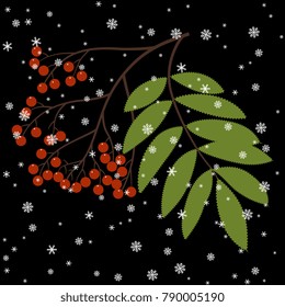Isolated vector illustration. Branch of rowan tree with berries under snowflakes.