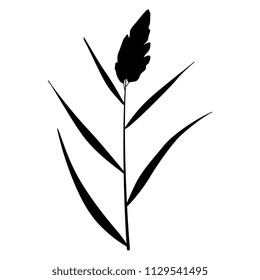 Isolated vector illustration. Branch of stylized reed or cane plant. Black silhouette on white background.