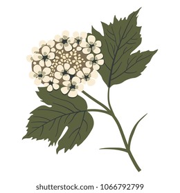 Isolated vector illustration. Branch of Viburnum blossom. Flat cartoon style.