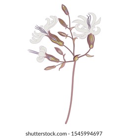 Isolated vector illustration. Branch of white campion flower. Silene latifolia.