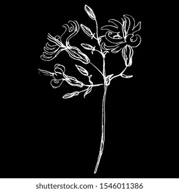 Isolated vector illustration. Branch of white campion flower. Silene latifolia. Hand drawn linear sketch. White silhouette on black background.