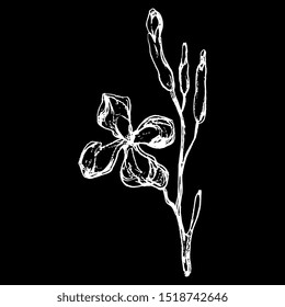 Isolated vector illustration. Branch of wild flower. Gillyflower or carnation. Matthiola bicornis. Clove blossom. Hand drawn linear sketch. White silhouette on black background.