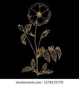 Isolated vector illustration. Branch of wild rose with leaves and flower. Hand drawn linear sketch. Gold silhouette on black background.