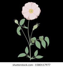 Isolated vector illustration. Branch of wild rose with leaves and pink flower. Vintage style. On black background.