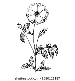 Isolated vector illustration. Branch of wild rose with leaves and flower. Vintage style. Hand drawn linear ink sketch. Black silhouette on white background.