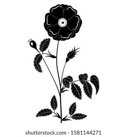 Isolated vector illustration. Branch of wild rose with leaves and flower. Vintage style. Black and white silhouette.
