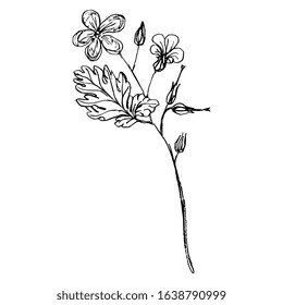 Isolated vector illustration. Branch of wild flower. Geranium or Pelargonium blossom. Cranesbill plant. Hand drawn linear doodle sketch. Black silhouette on white background.