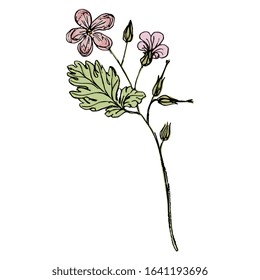 Isolated vector illustration. Branch of wild flower. Geranium or Pelargonium blossom. Cranesbill plant. Hand drawn colorful sketch. 