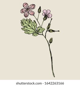 Isolated vector illustration. Branch of wild flower. Geranium or Pelargonium blossom. Cranesbill plant. Hand drawn colorful sketch.