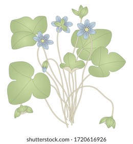 Ilustración vectorial aislada. Ramas de la planta de Hepatica con hojas y flores. Palabras de hígado. Hojas de leña.