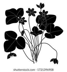 Isolated vector illustration. Branches of Hepatica plant with leaves and flowers. Liverwort. Liverleaf. Black and white silhouette.