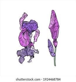 Isolated vector illustration of bud, iris flower on white background. Decorative flower logo, icon, blank for designers 