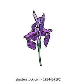 Isolated vector illustration of bud, iris flower on white background. Decorative flower logo, icon, blank for designers 