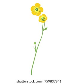 Isolated vector illustration of a buttercup flower.