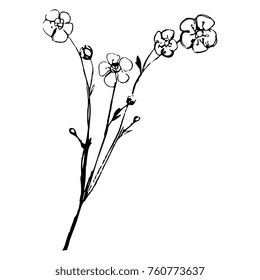 Isolated vector illustration of a buttercup flower. Based on hand drawn sketch.