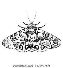 Isolated vector illustration of a butterfly. Garden tiger moth. Arctia caja. Hand drawn linear sketch. Black and white silhouette.