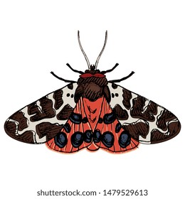 Isolated vector illustration of a butterfly. Garden tiger moth. Arctia caja. Hand drawn colored sketch.