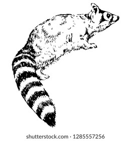 Isolated vector illustration. Cacomistle or ringtail cat. (Bassariscus astutus). Hand drawn linear sketch. Black silhouette on white background. Vintage style.