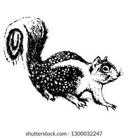 Isolated vector illustration. California ground squirrel. (Citellus beecheyi). Hand drawn linear sketch. Black silhouette on white background. Vintage style.