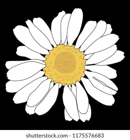 Isolated vector illustration of a chamomile or daisy flower on black background.