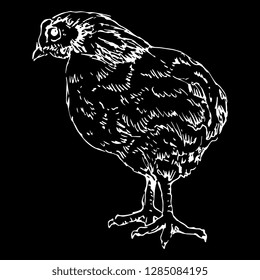 Isolated vector illustration of a chicken or hen. Hand drawn ink and pen sketch. White silhouette on black background. Vintage scratch art style.