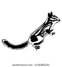 Isolated vector illustration of a chipmunk. Hand drawn linear ink sketch. Black silhouette on white background.