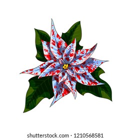Isolated vector illustration of a christmas star - poinsetia