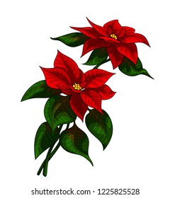 Isolated vector illustration of a christmas star - poinsetia, two luxurious flowers composition with leaves.