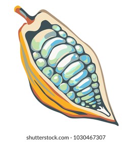 Isolated vector illustration of cocoa bean pod. Flat cartoon style.