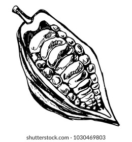 Isolated vector illustration of a cocoa bean pod. Hand drawn linear black ink sketch.