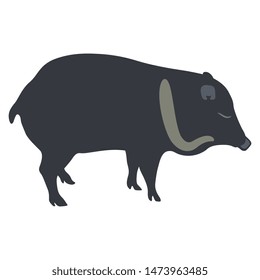 Isolated vector illustration. Collared peccary. (Pecari tajacu). Flat cartoon style.