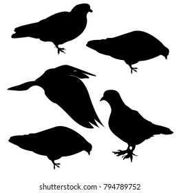 Isolated vector illustration. Collection of birds. A bird in flight. Seated bird. Dove.