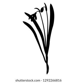Isolated vector illustration. Common snowdrop flower. (Galanthus nivalis). Hand drawn art. Black silhouette on white background.