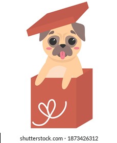 Isolated vector illustration. Cute Christmas pug. Funny dog face. Puppy with present.