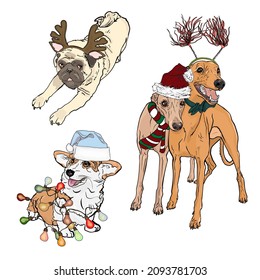 Isolated vector illustration of cute dogs. Corgi, Italian greyhound, pug in a New Year's costume for printing, blank for the designer