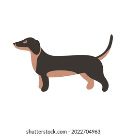 Isolated vector illustration of a Dachshund dog