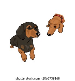 Ilustración vectorial aislada de dachshunds. Juego de perros como logo, en blanco para el diseñador, emblema, suministros para mascotas