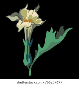 Isolated vector illustration of datura flower. Cartoon style. Datura Stramonium.