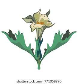 Isolated vector illustration. Datura flower. Datura Stramonium. Thorn apple. Symmetrical symbol, emblem, decorative element.