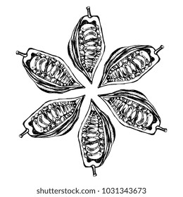 Isolated vector illustration. Decorative floral element, star or mandala made of six cocoa bean pods. Hand drawn ink sketch. Vintage etching engraving style. Black silhouette on white background.